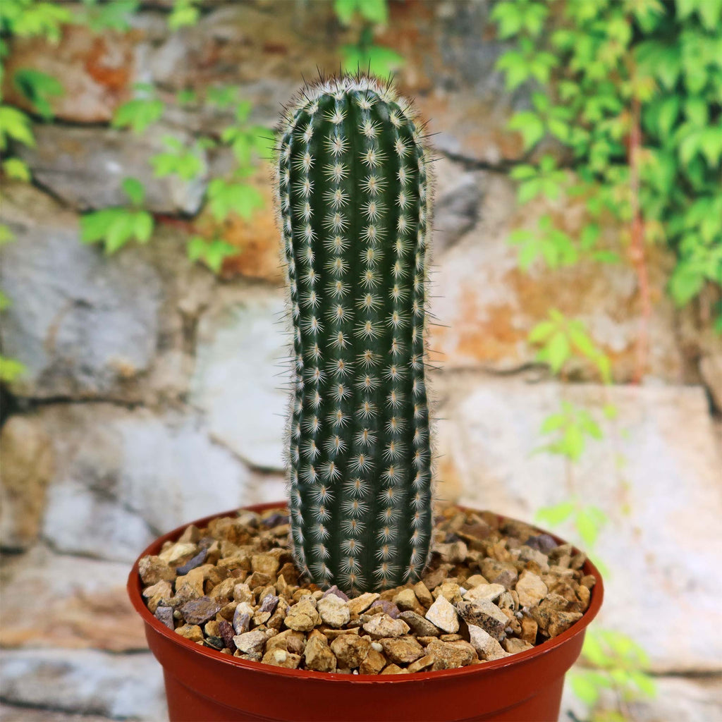 Echinocereus armatus