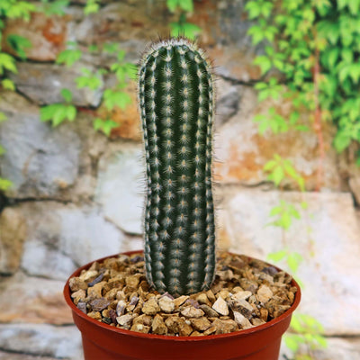 Echinocereus armatus
