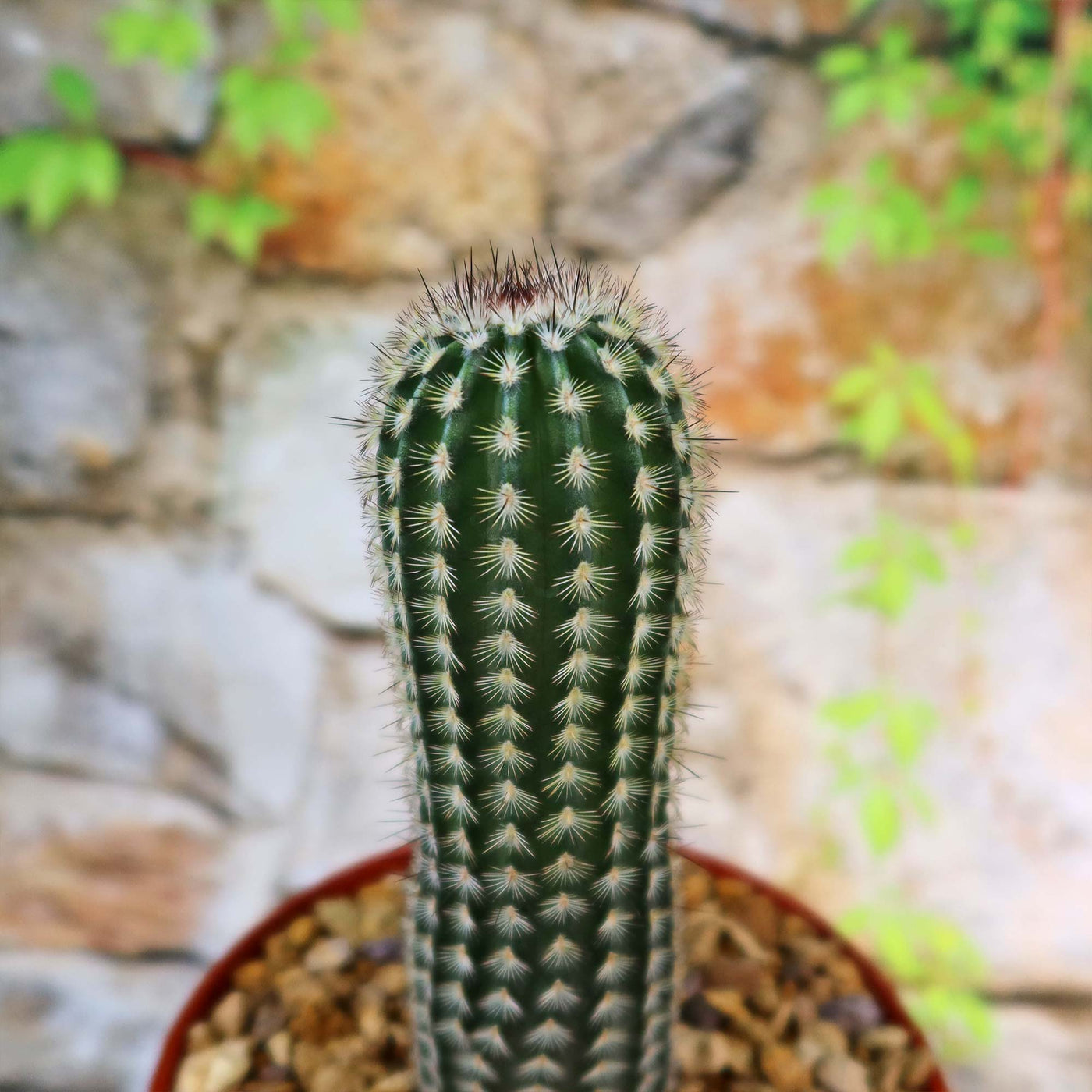 Echinocereus armatus