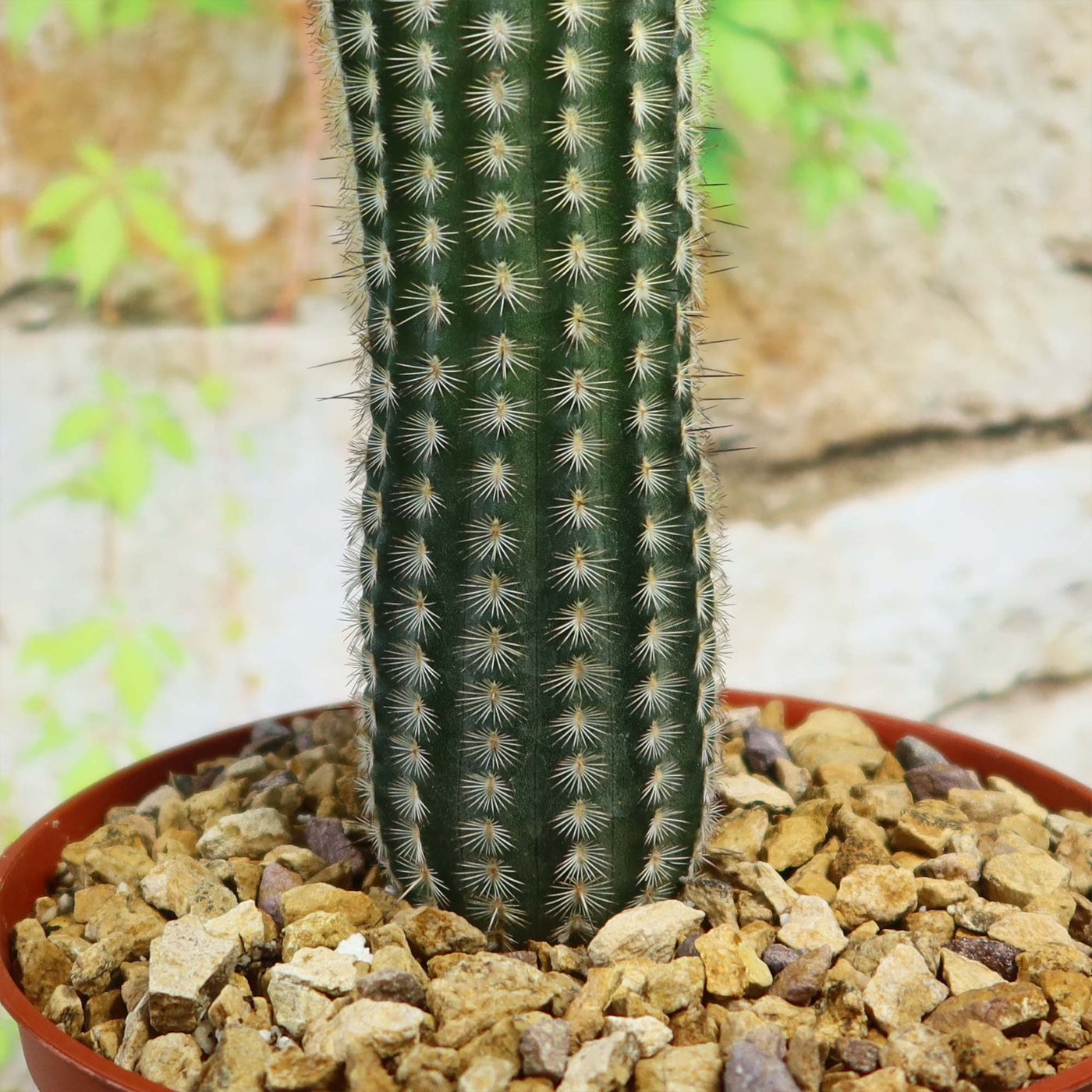 Echinocereus armatus