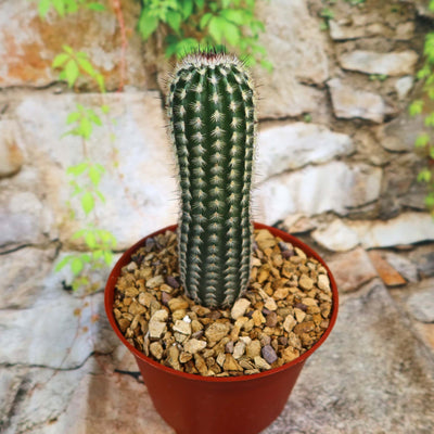Echinocereus armatus