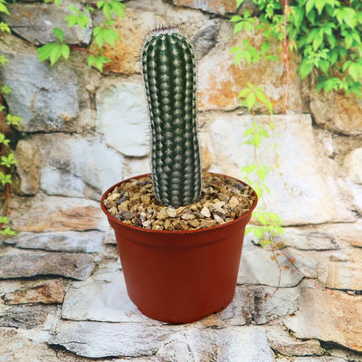 Echinocereus armatus