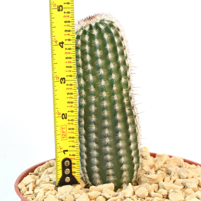 Echinocereus armatus