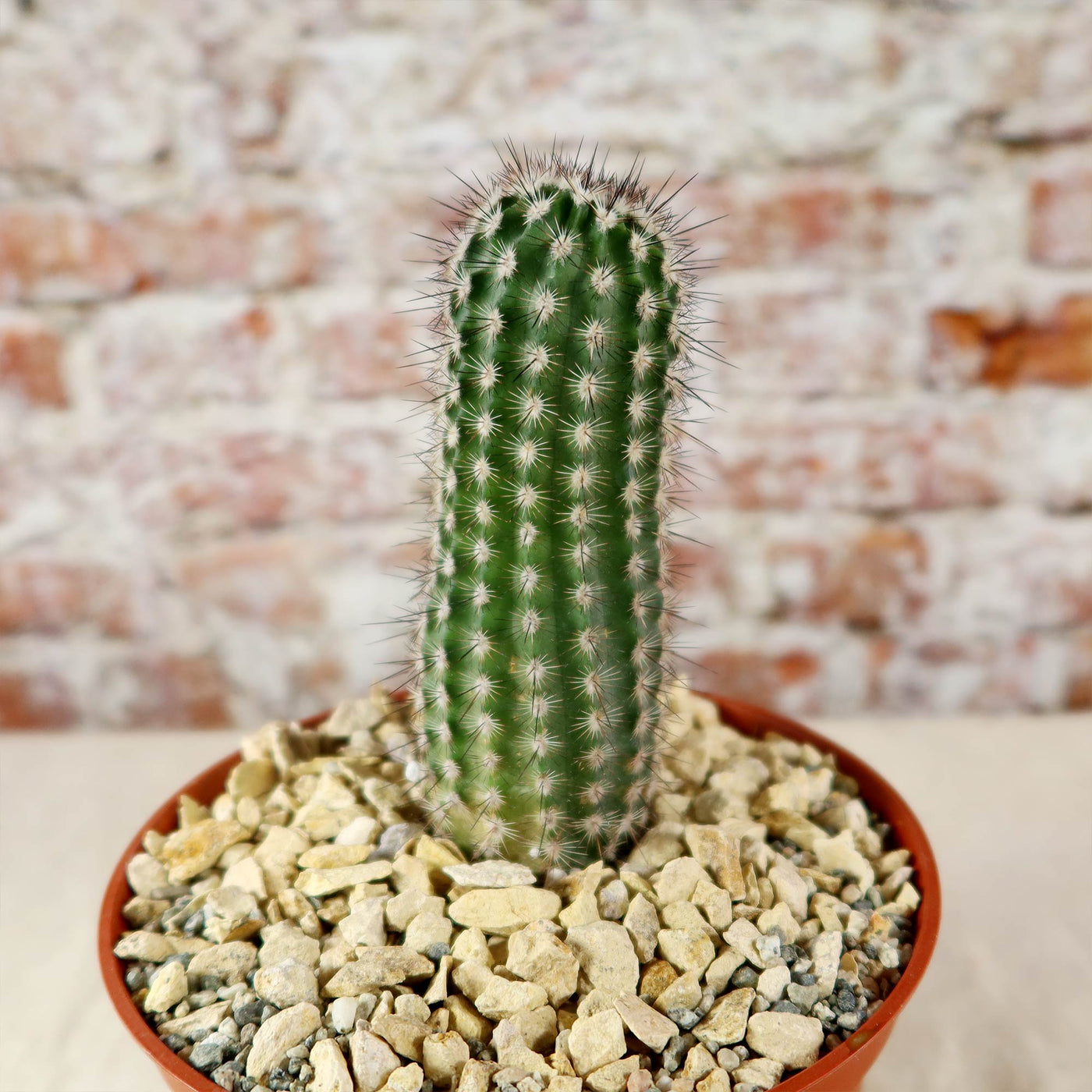 Echinocereus armatus