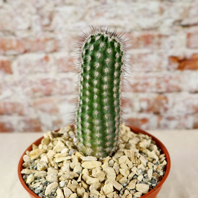 Echinocereus armatus