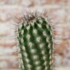 Echinocereus armatus