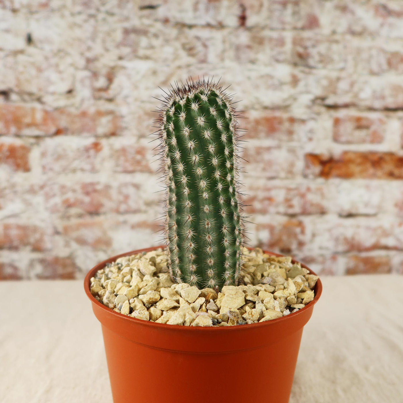 Echinocereus armatus