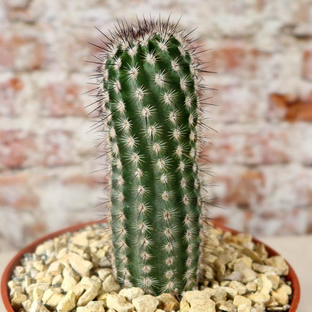 Echinocereus armatus