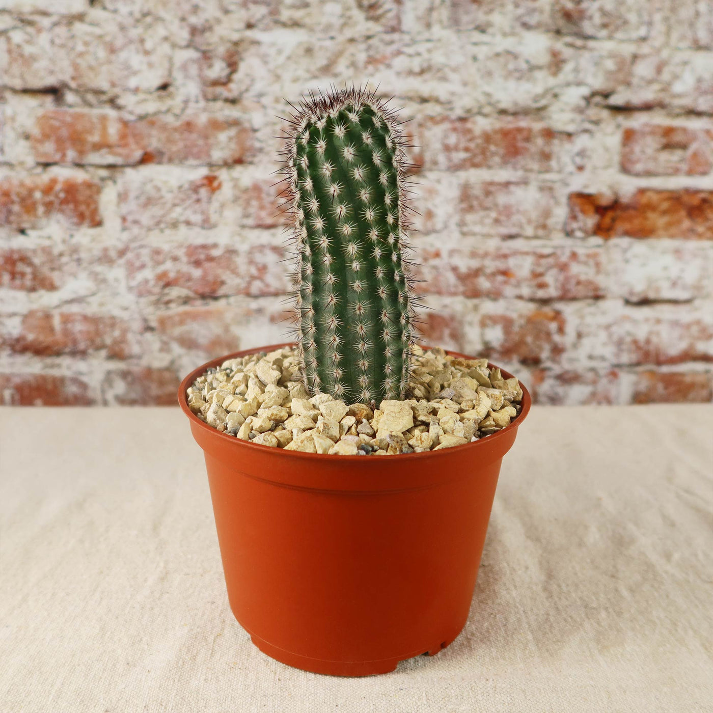 Echinocereus armatus