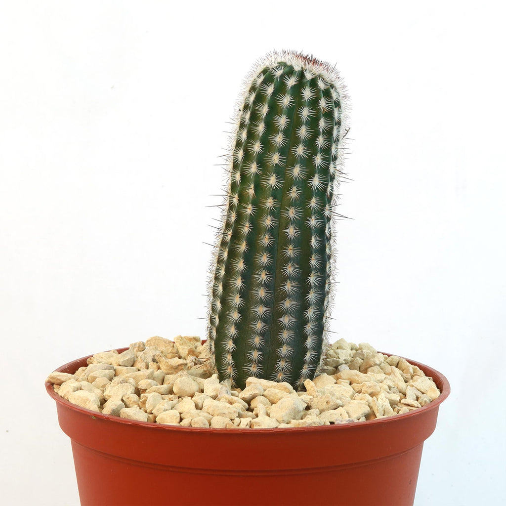 Echinocereus armatus