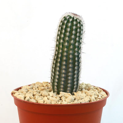 Echinocereus armatus