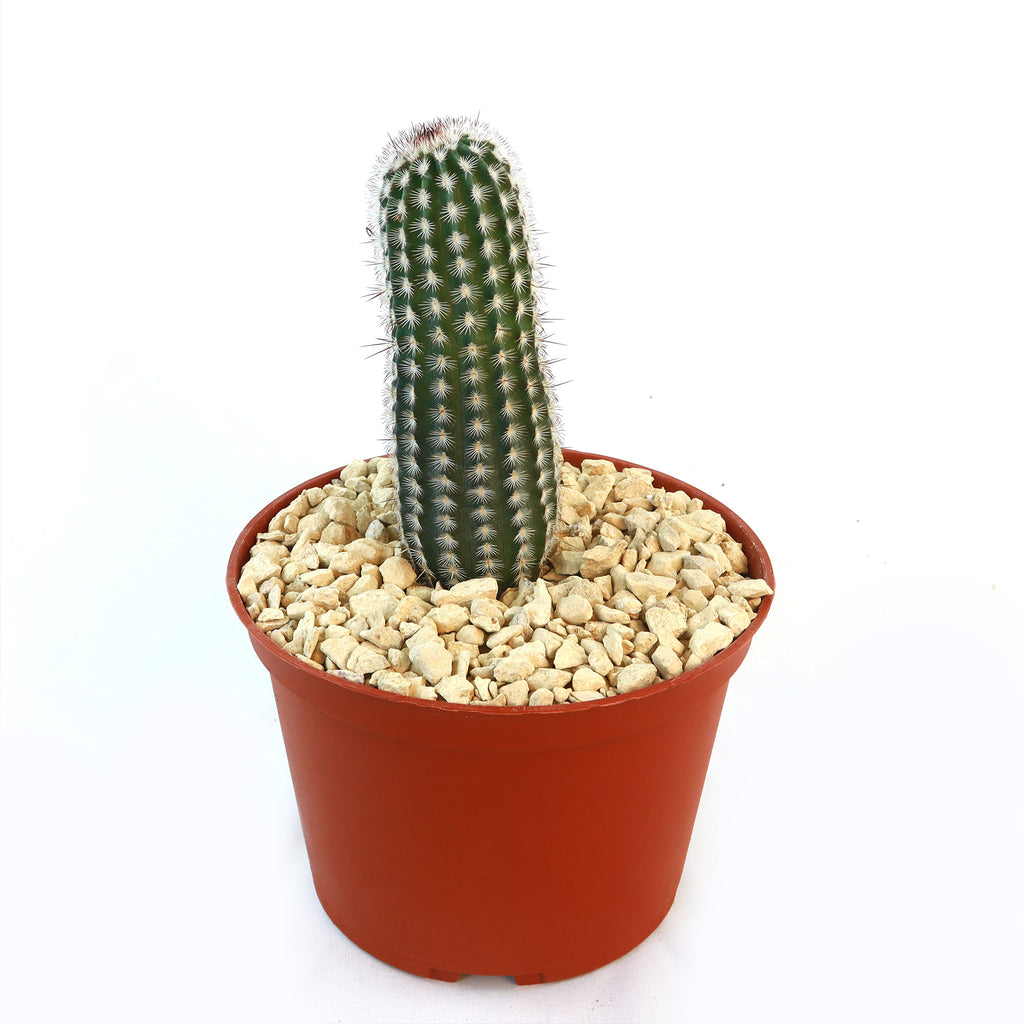 Echinocereus armatus