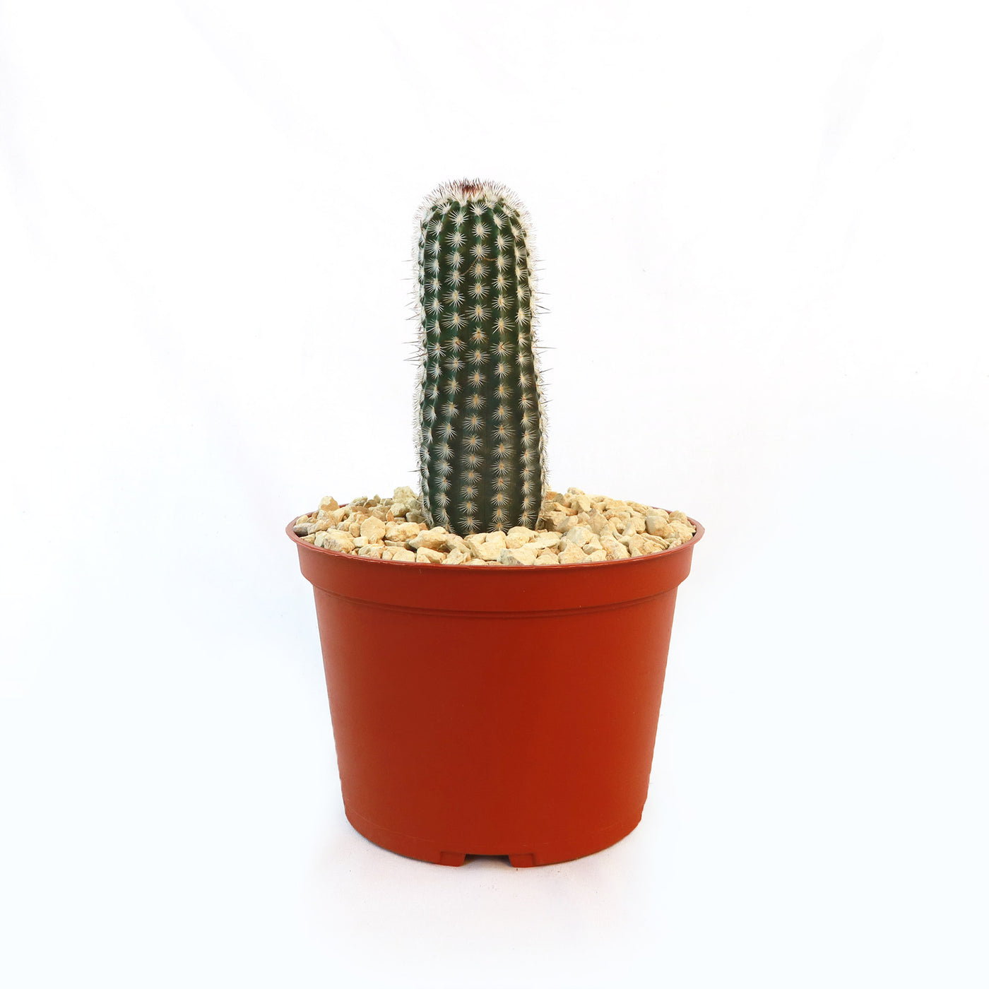 Echinocereus armatus