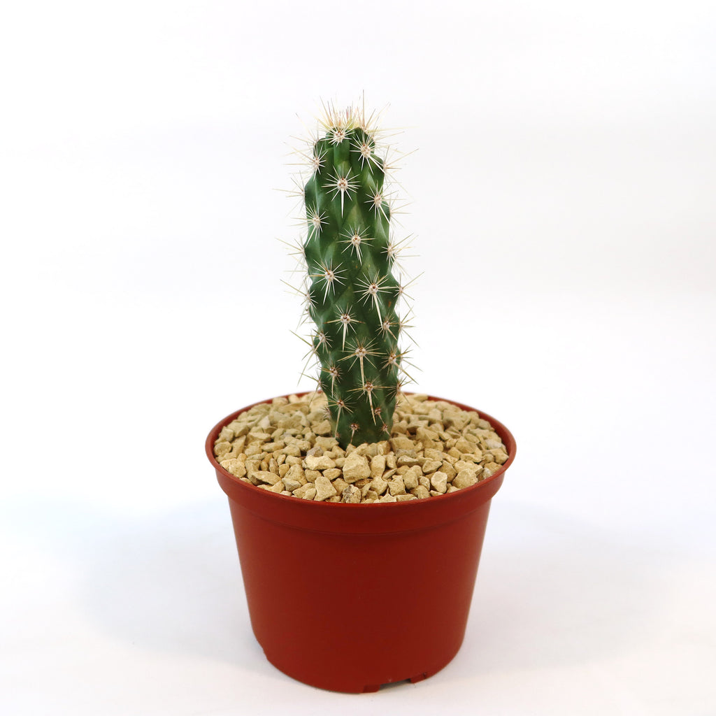 The Echinocereus brandegeei cactus stands out in any container, ideal for those wanting a low-maintenance, easy-care houseplant.