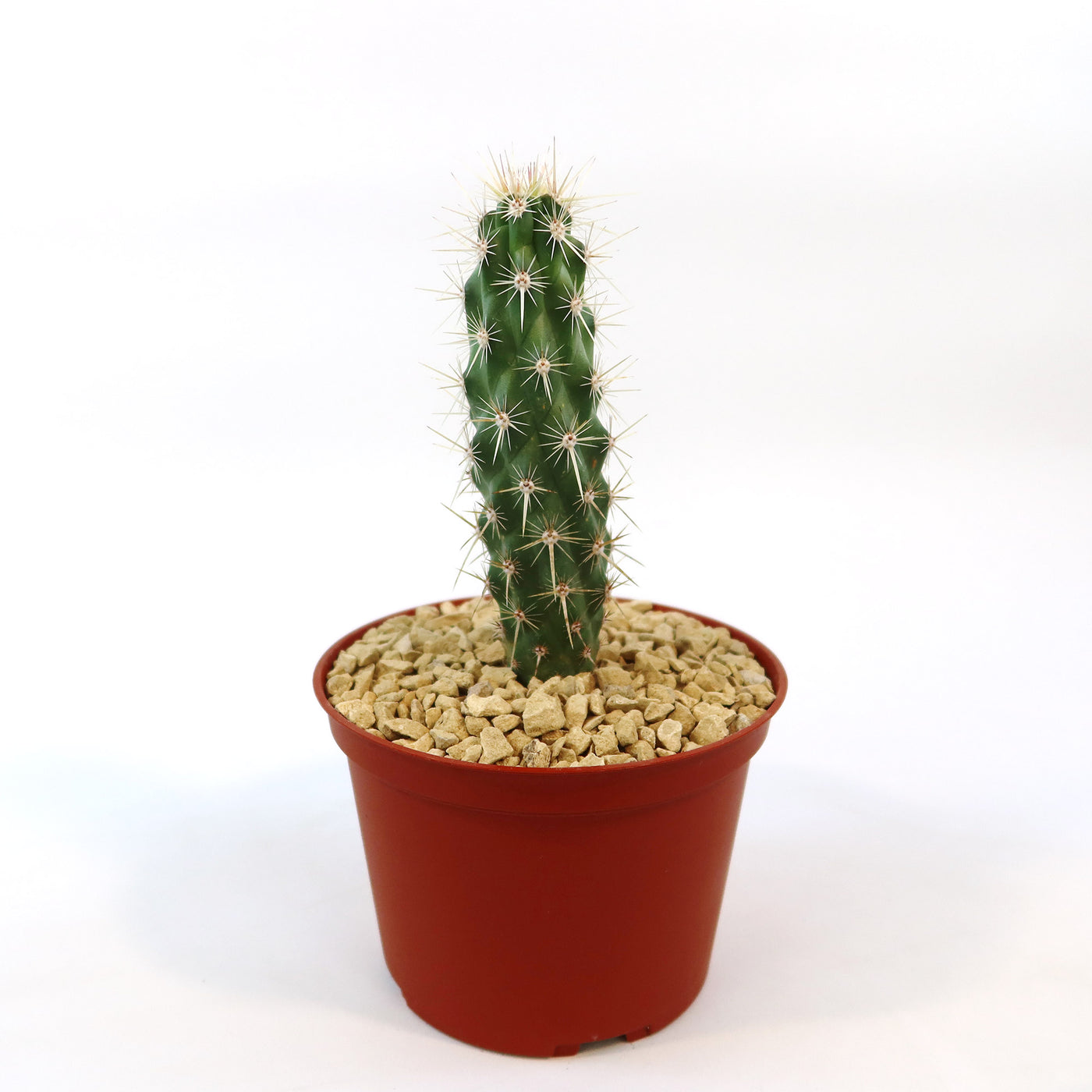Echinocereus Brandegeei Clustering Cactus