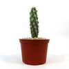 A tall green Echinocereus brandegeei cactus with white spines in a small brown plastic pot filled with pebbles, on a white background.