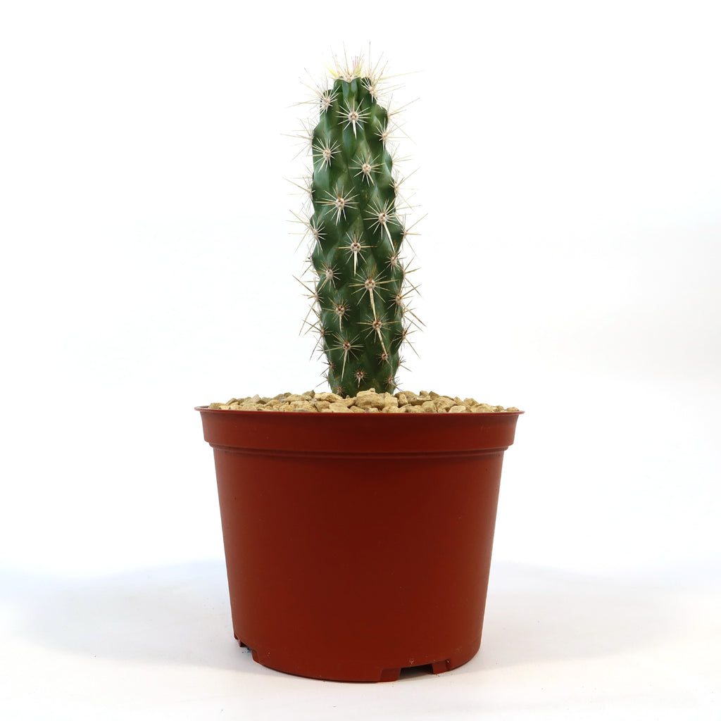 A tall green Echinocereus brandegeei cactus with white spines in a small brown plastic pot filled with pebbles, on a white background.