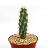 Tall green Echinocereus brandegeei cactus with white spines in a small red pot with light gravel, on a plain white background.