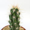 Close-up of an Echinocereus brandegeei cactus with long white and yellow spines in a small pot of sandy soil, set against a white background.
