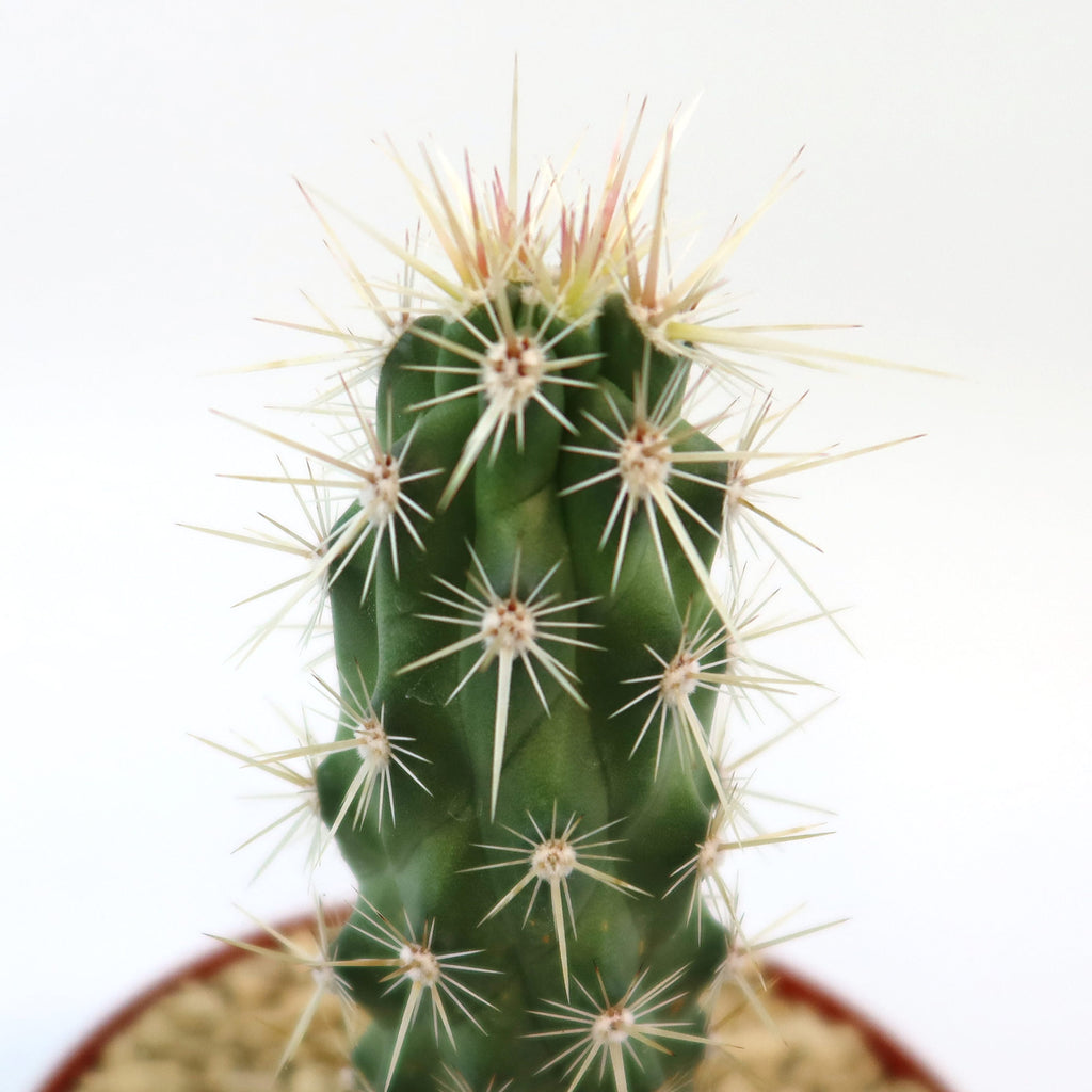 Close-up of an Echinocereus brandegeei cactus with long white and yellow spines in a small pot of sandy soil, set against a white background.
