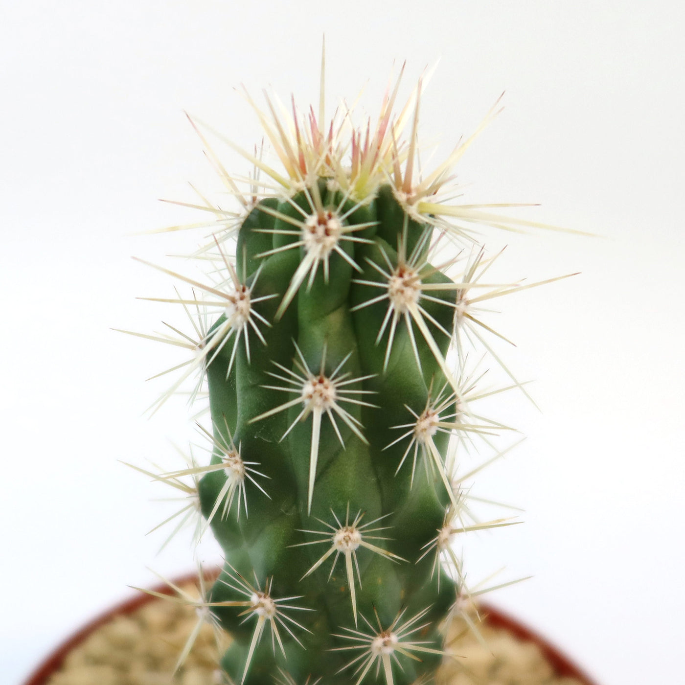 echinocereus ledingii Echinocereus Brandegeei Clustering Cactus