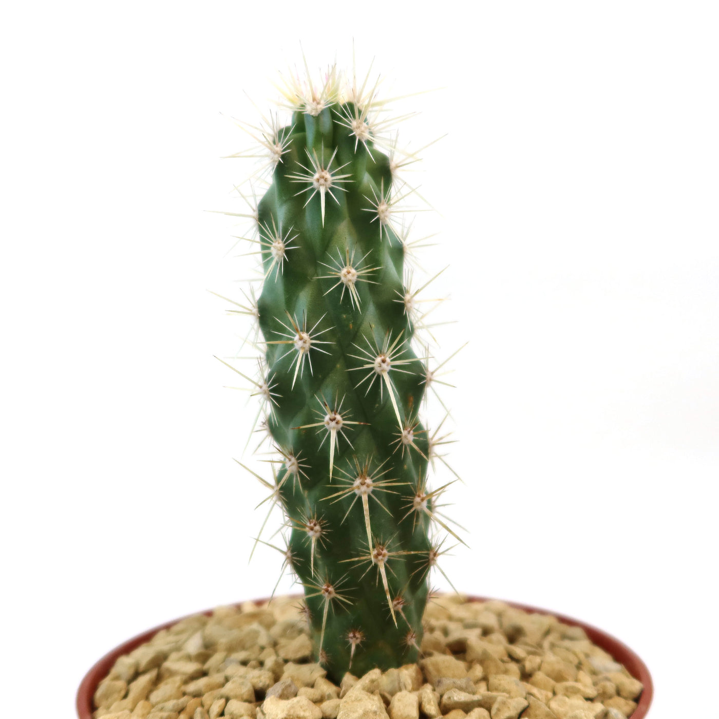 Echinocereus Brandegeei Clustering Cactus