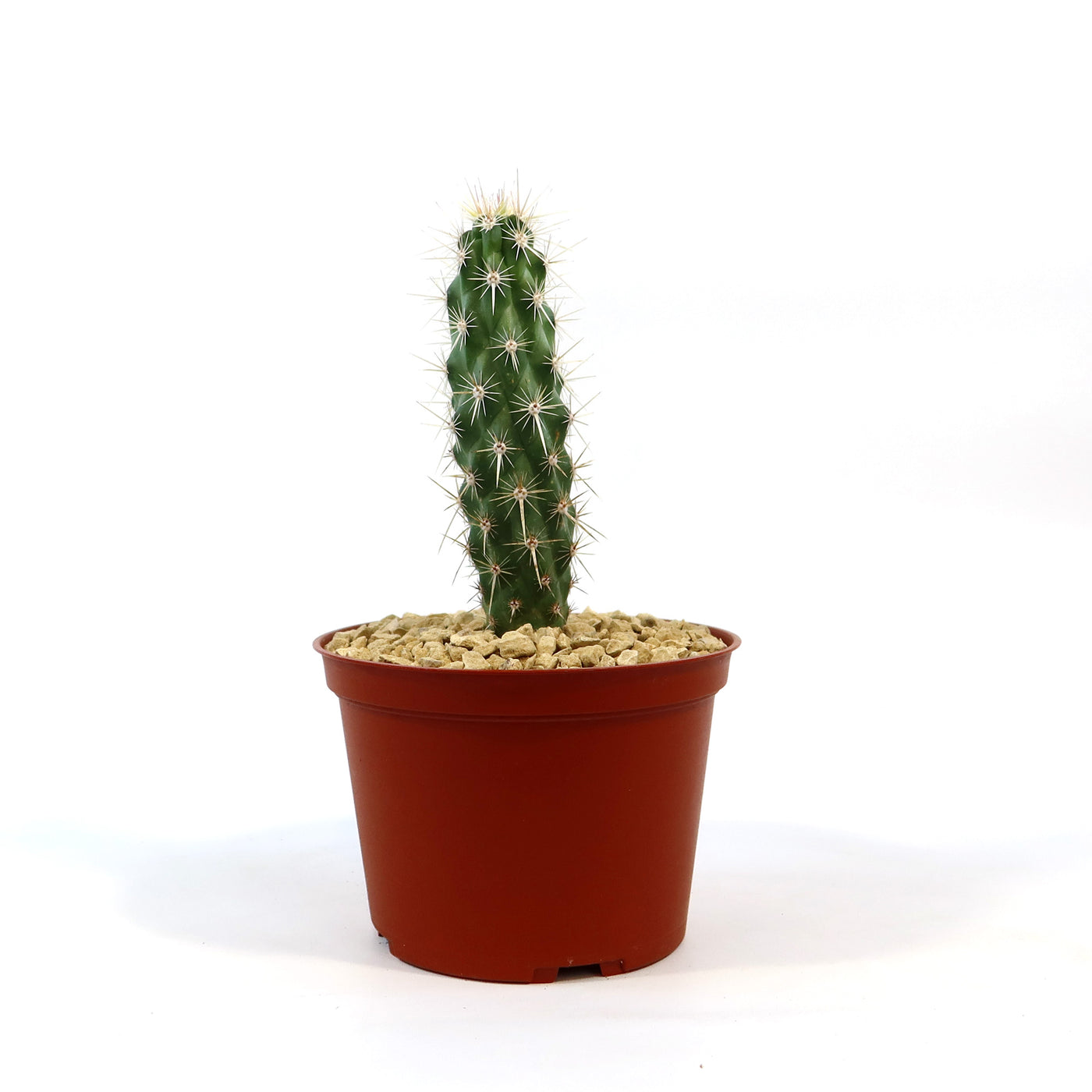 Echinocereus Brandegeei Clustering Cactus
