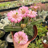 Echinocereus gentry