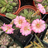 Echinocereus gentry