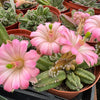 Echinocereus gentry