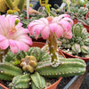 Echinocereus gentry