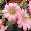 Echinocereus gentry