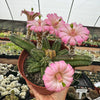 Echinocereus gentry