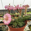 Echinocereus gentry