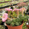 Echinocereus gentry