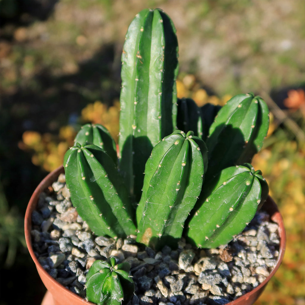 Echinocereus morricalii