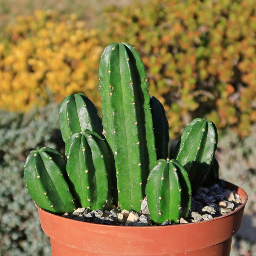 Echinocereus morricalii