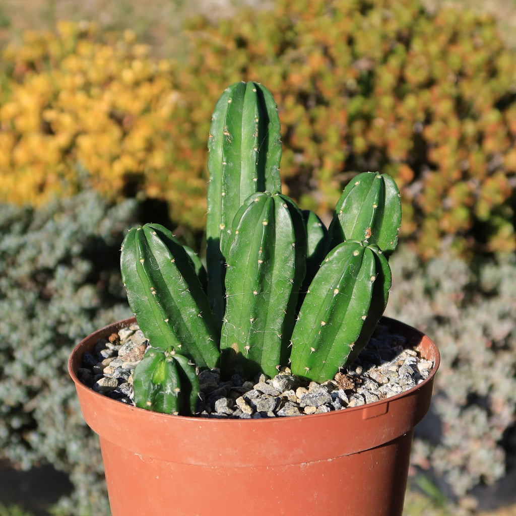 Echinocereus morricalii