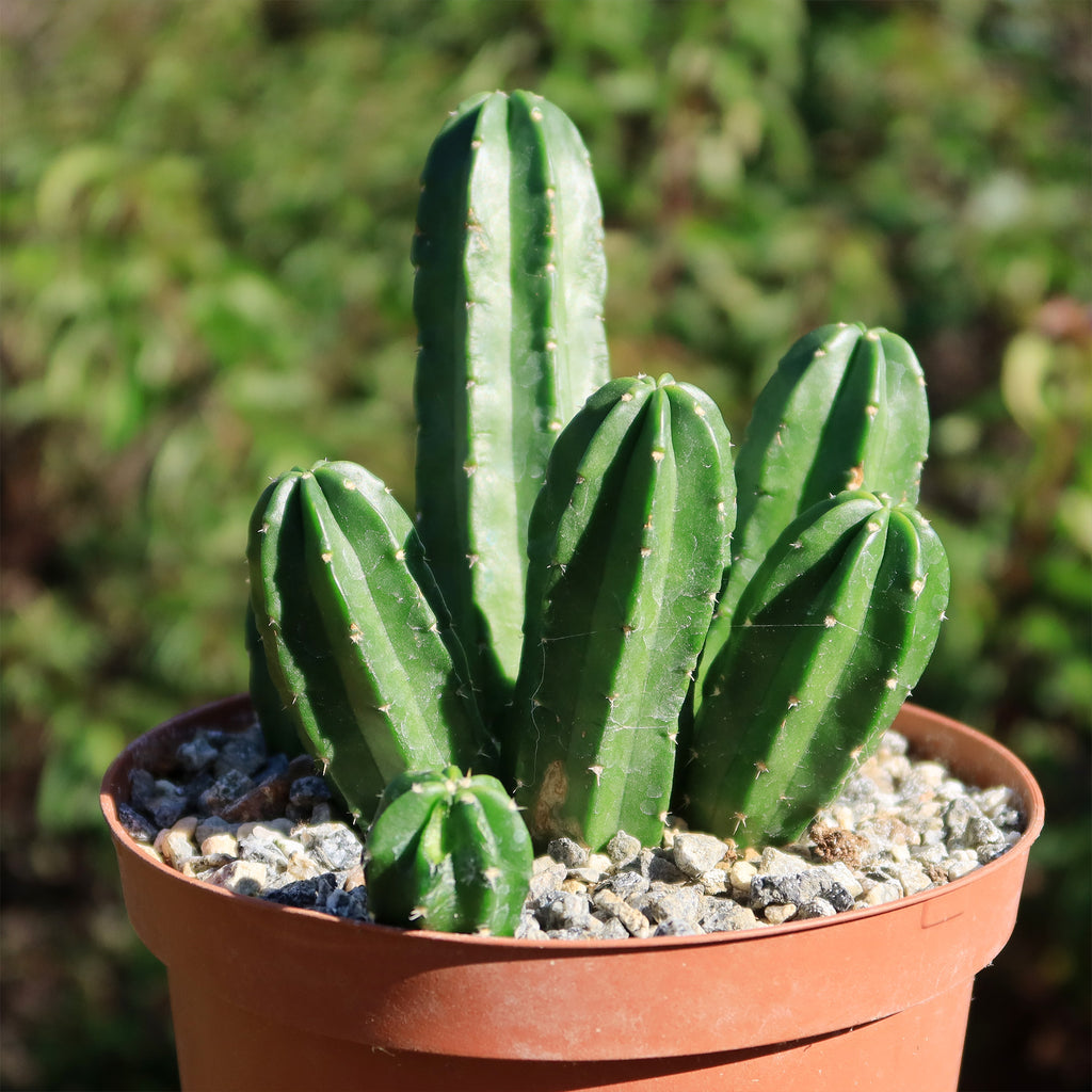 Echinocereus morricalii