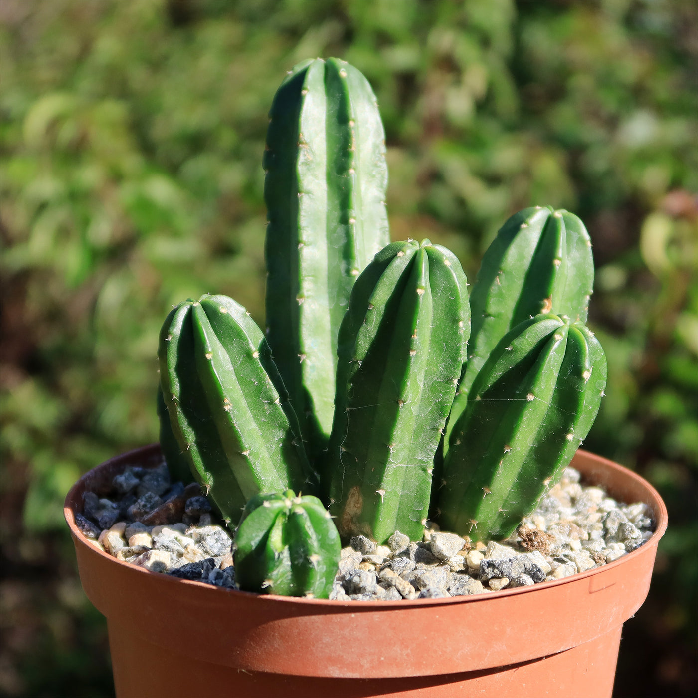 spineless san pedro cactus Echinocereus morricalii – Planet Desert