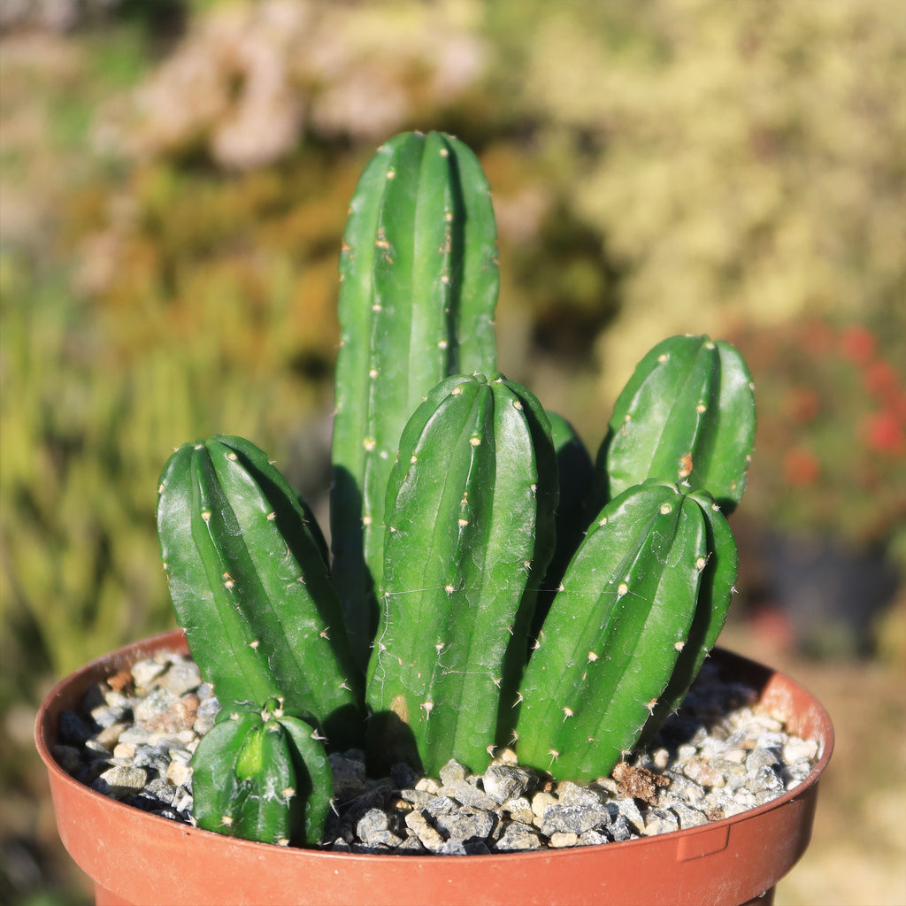 Echinocereus morricalii