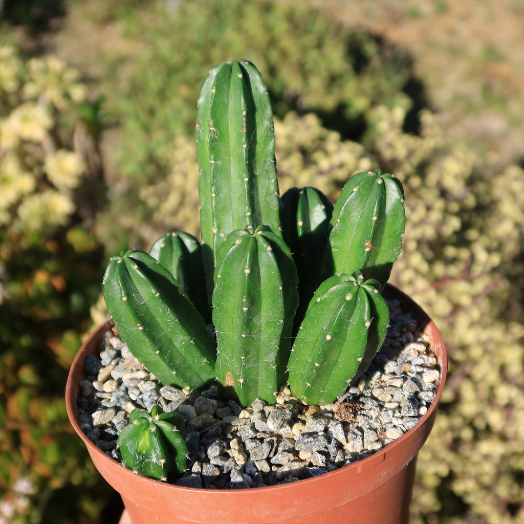 Echinocereus morricalii