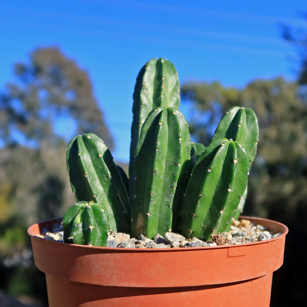 Echinocereus morricalii