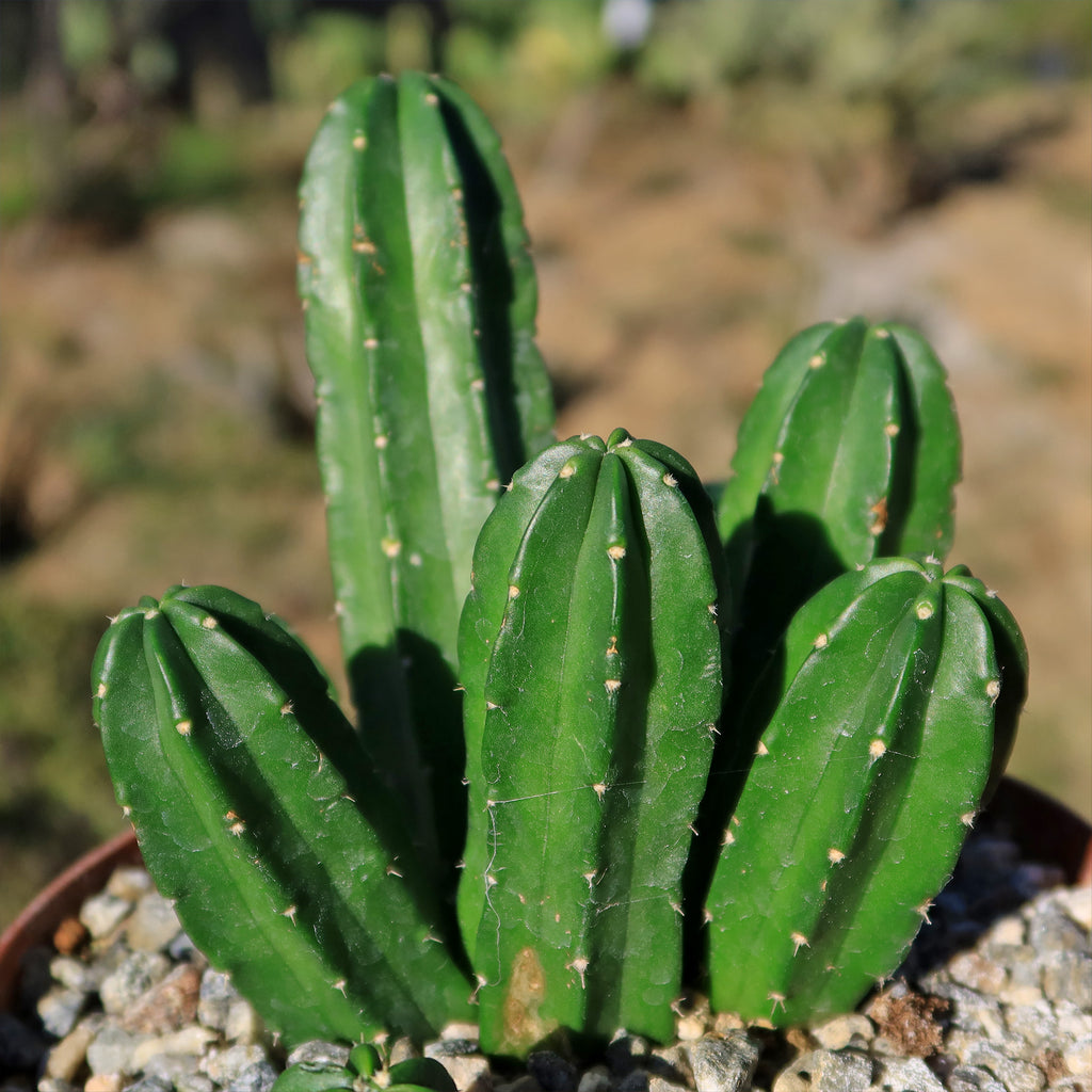 Echinocereus morricalii