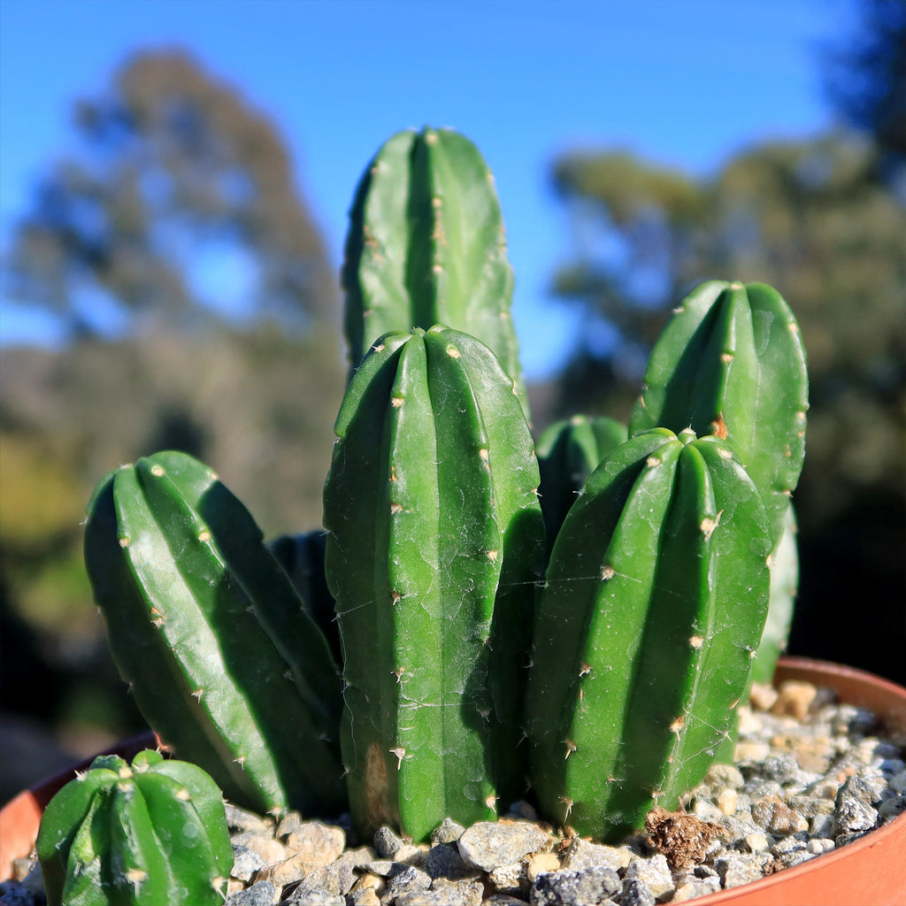 Echinocereus morricalii