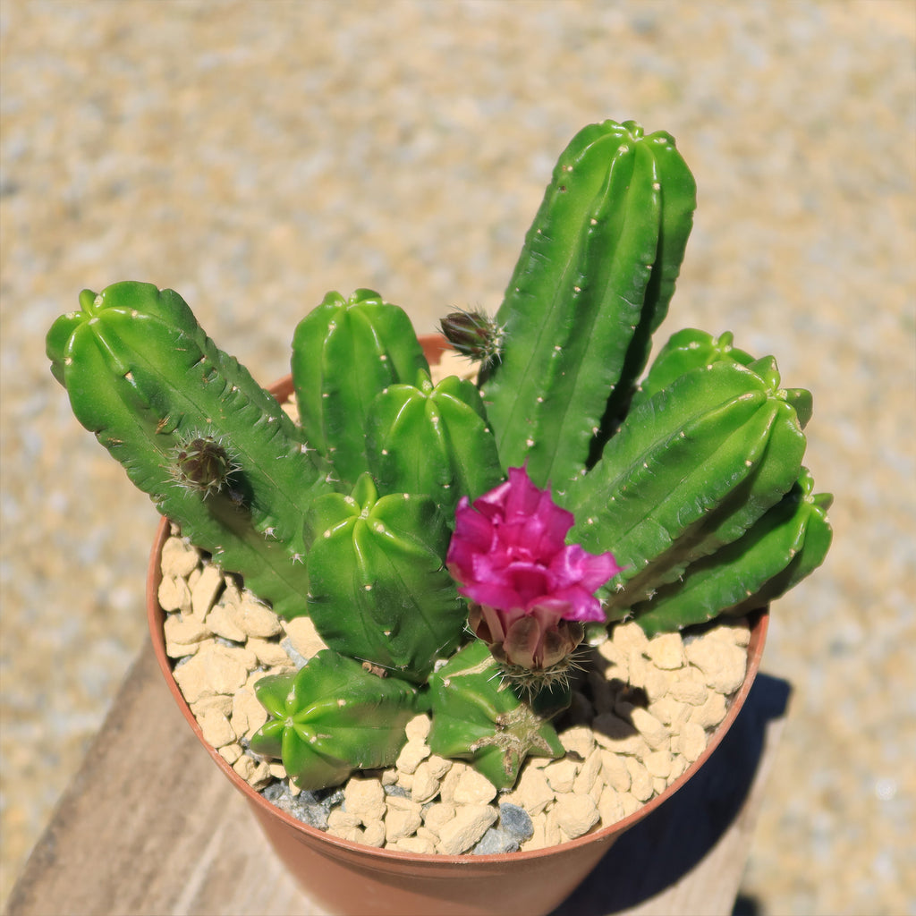 Echinocereus morricalii