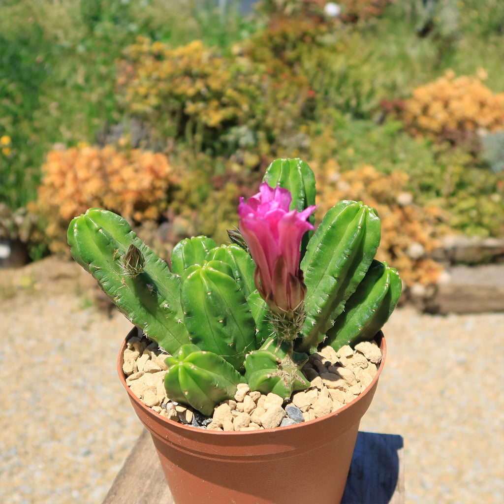 Echinocereus morricalii