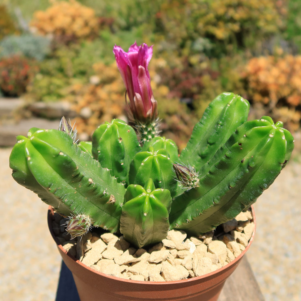 Echinocereus morricalii