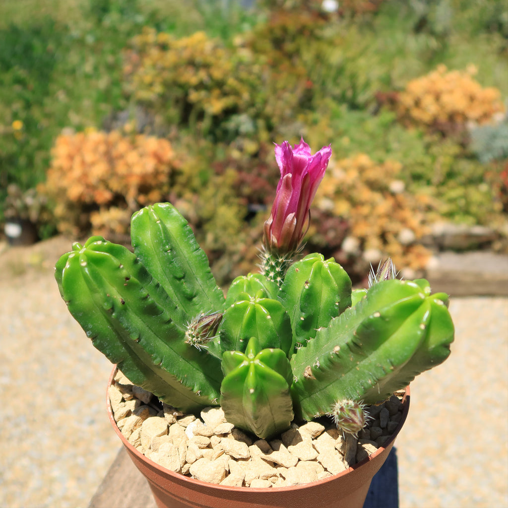 Echinocereus morricalii