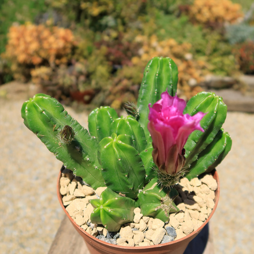 Echinocereus morricalii
